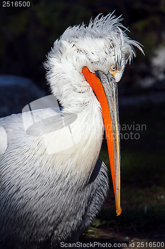 Image of Pelican