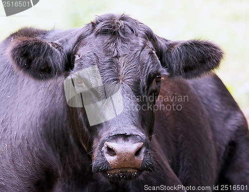 Image of Black cow