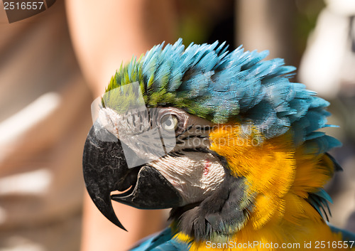 Image of parrot in a profile