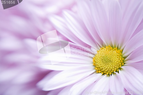 Image of flower blur