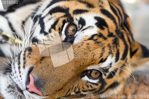 Image of face adult tiger
