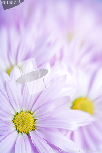 Image of floral background