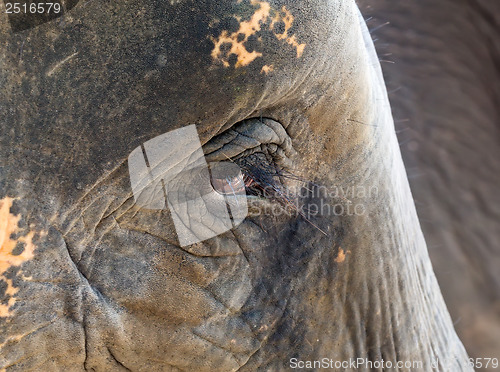 Image of face of an African elephant