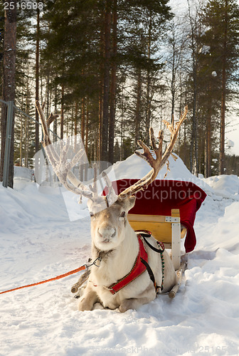 Image of Reindeer in harness