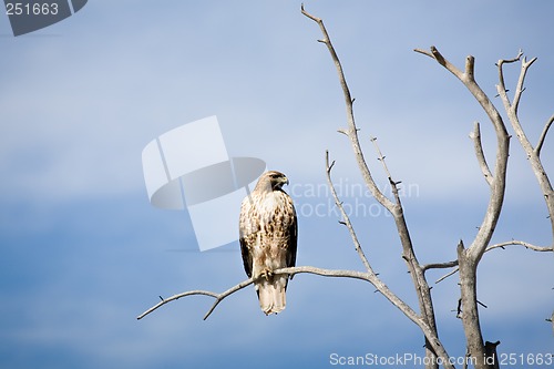 Image of hawk on dead tree