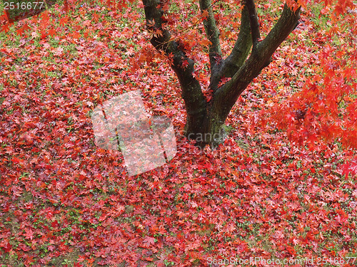 Image of Canarian maple tree