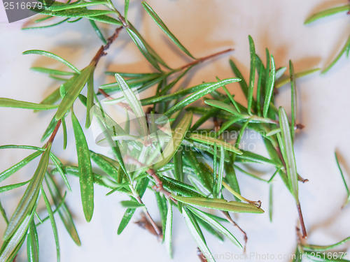 Image of Rosemary