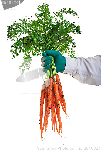 Image of Fresh Garden Carrots