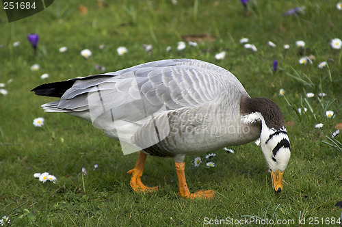 Image of Bar-headed Goose