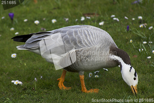 Image of Bar-headed Goose