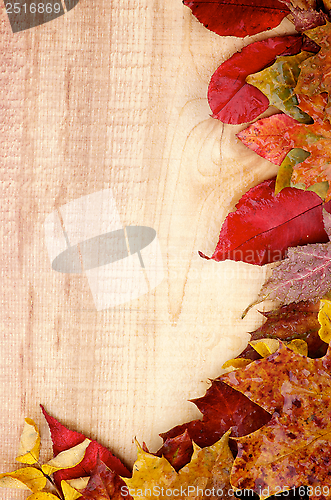 Image of Autumn Leafs