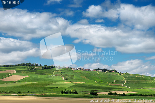 Image of Vineyard landscape, Montagne de Reims, France