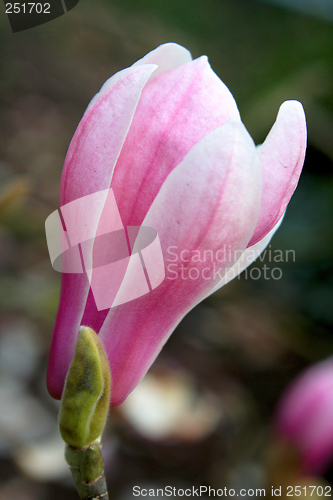 Image of Magnolia