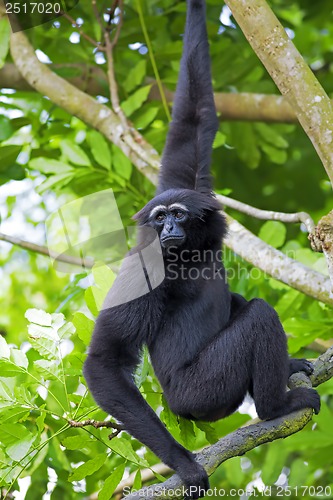 Image of Siamang Gibbon