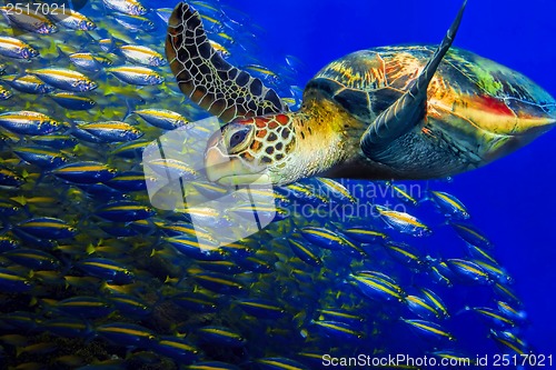 Image of Green turtle