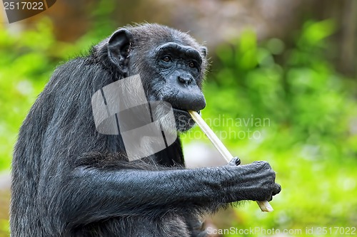 Image of Common Chimpanzee