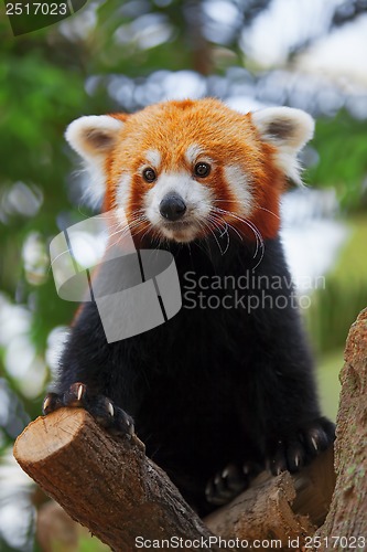 Image of Red Panda