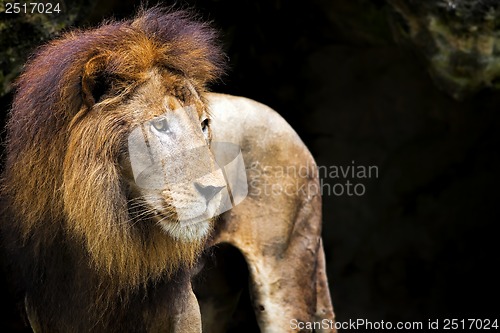 Image of Lion portrait