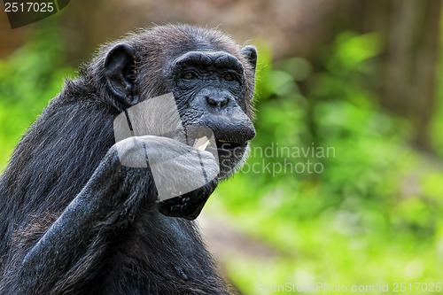 Image of Common Chimpanzee