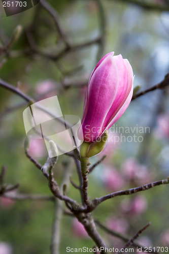 Image of Magnolia