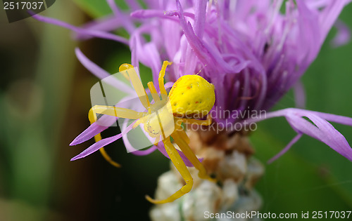 Image of Yellow spider on a purple flower.