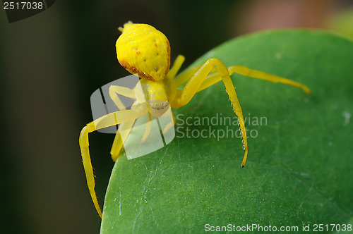 Image of Yellow spider on a green leaf.