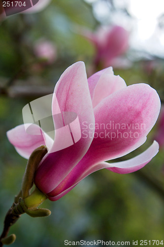 Image of Magnolia