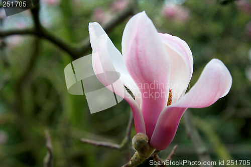 Image of Magnolia