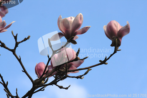 Image of Magnolia