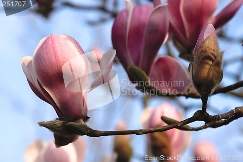 Image of Magnolia