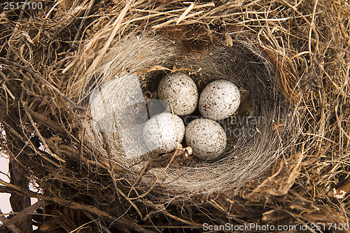 Image of Detail of bird eggs in nest