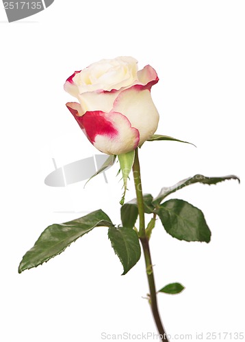 Image of white rose