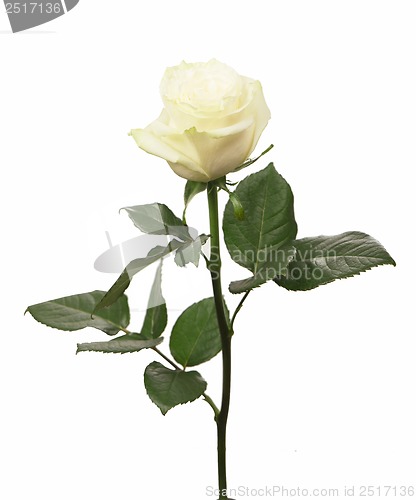 Image of single white Rose
