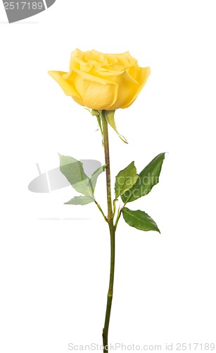 Image of beautiful yellow rose