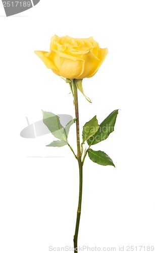 Image of beautiful yellow rose