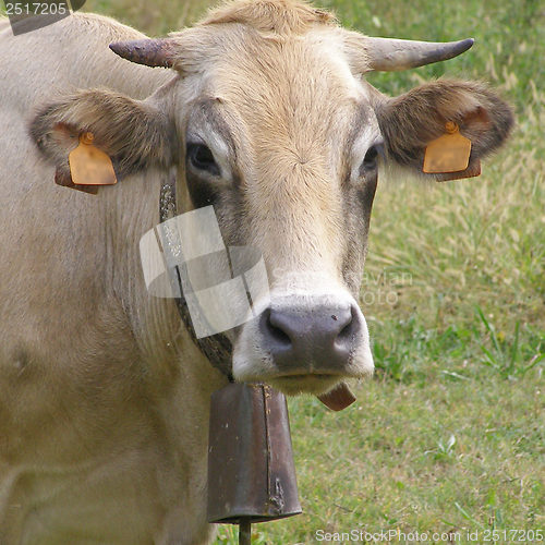 Image of Cow picture