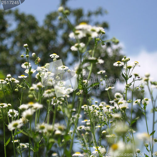 Image of Daisy picture