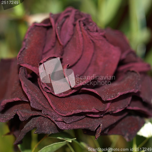 Image of Decaying rose