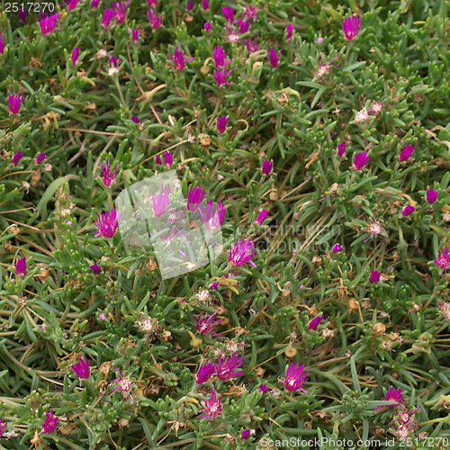 Image of Flowers