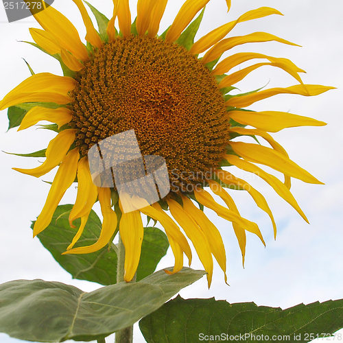 Image of Sunflower flower