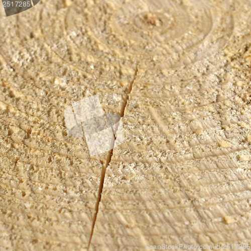 Image of Wood rings