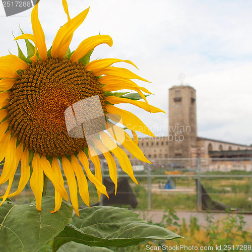 Image of Sunflower flower