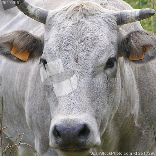 Image of Cow picture