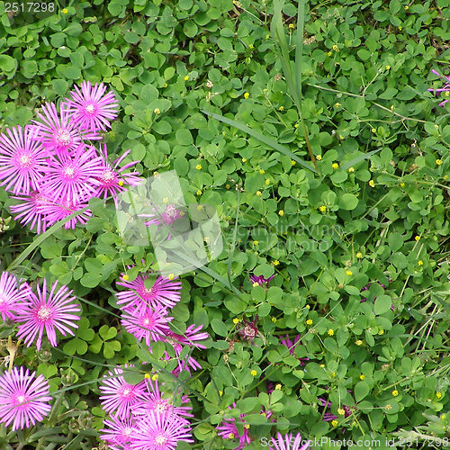Image of Grass meadow with flowers