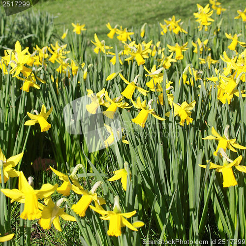 Image of Daffodils picture