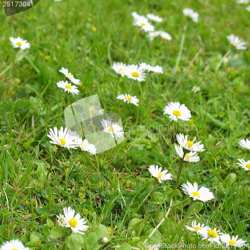 Image of Daisy flower