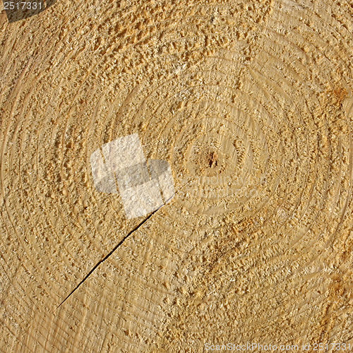 Image of Wood rings