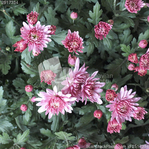 Image of Chrysanthemum picture