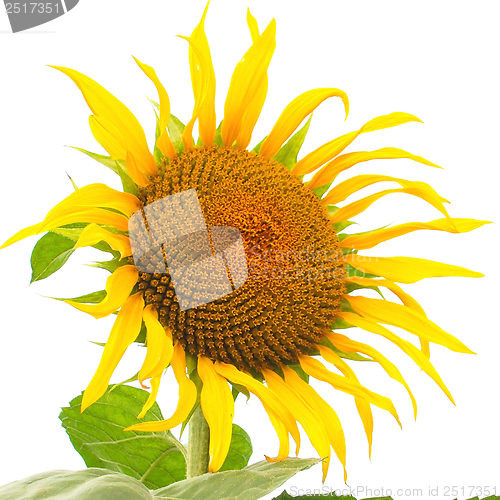 Image of Sunflower flower