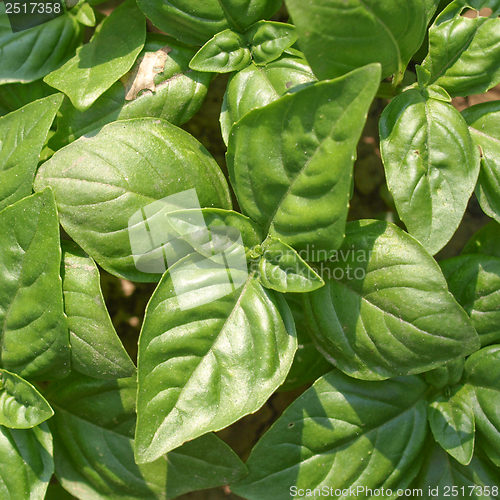 Image of Basil picture